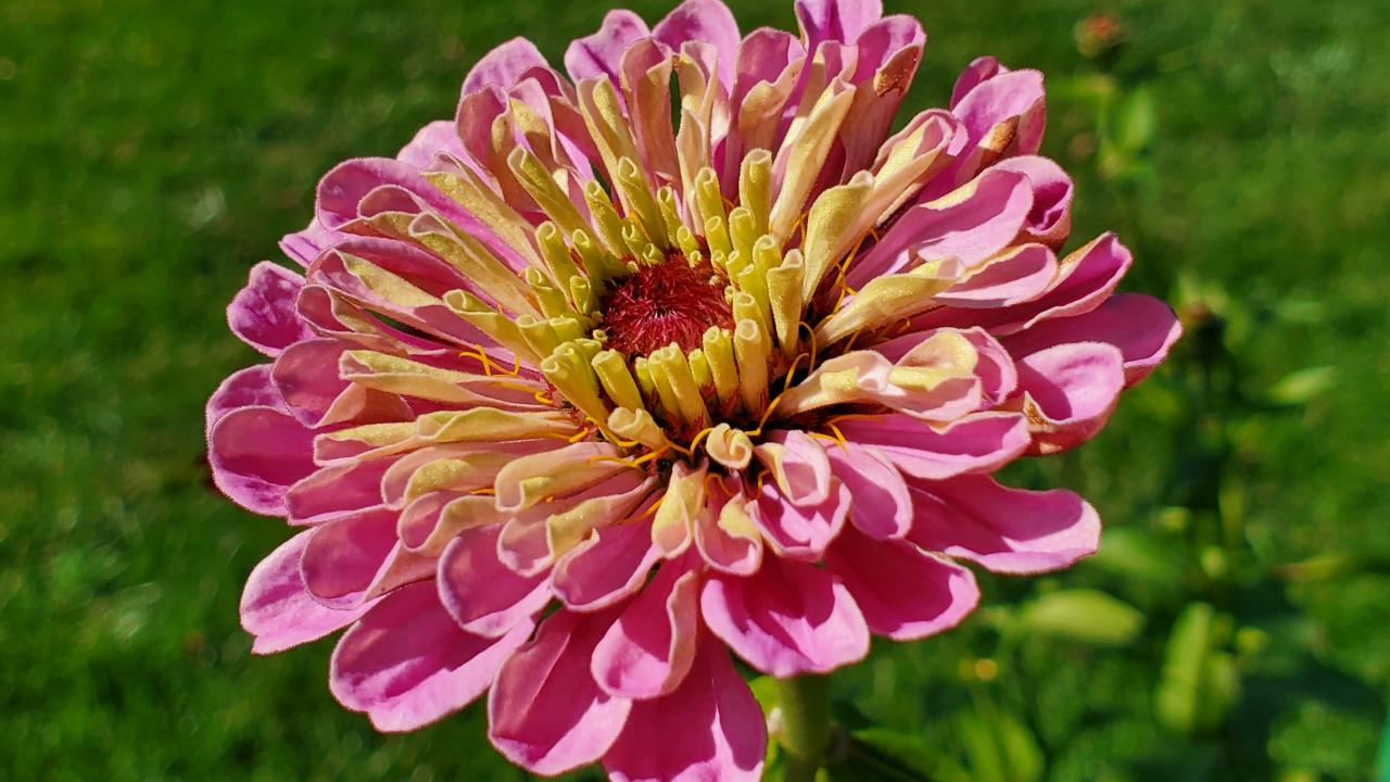 Zinnia in bloom