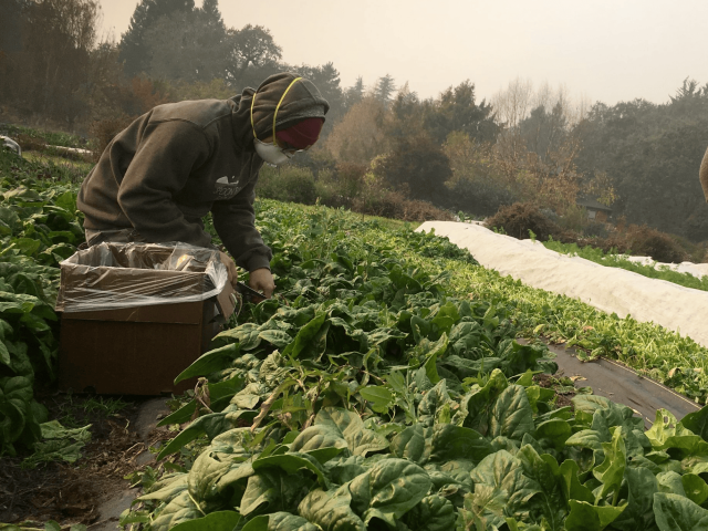 Photo of farmer with wildfire smoke 