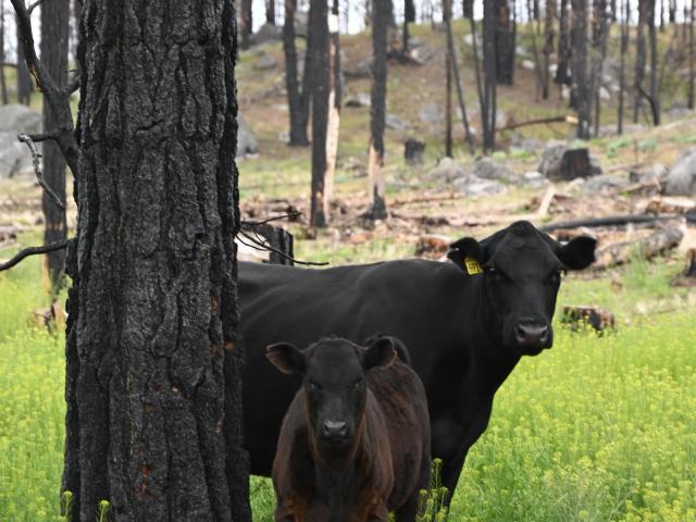 2 cows standing next to tree