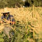 Student Farmer harvesting corn