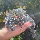 Blue Elderberries just picked