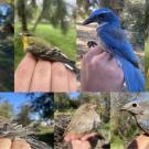Birds of the Student Farm