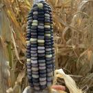 corn for masa