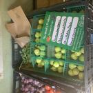 Baskets of green figs are stacked in a black crate in the Fresh Focus cooler. On top of the baskets of figs is a flyer that lists all the summer crops contained within the bin, underneath the figs.