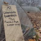 Cover Crop in the ground at the Ecological Garden