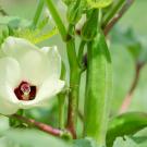Okra Flower