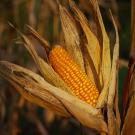 Close-up of maiz ear with dry, papery husks in sunlit autumn field