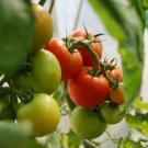 Tomatoes on the vine