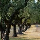 Olive trees - photo by Kevin Martin Jose, Unsplash