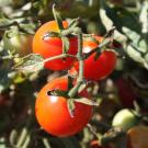 Cherry Tomato in the SCOPE Plant Breeding Trials