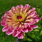 Zinnia in bloom