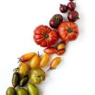 Tomatoes varieties - a rainbow of color