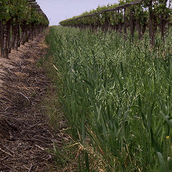 A row of cover crops growing between grape vines